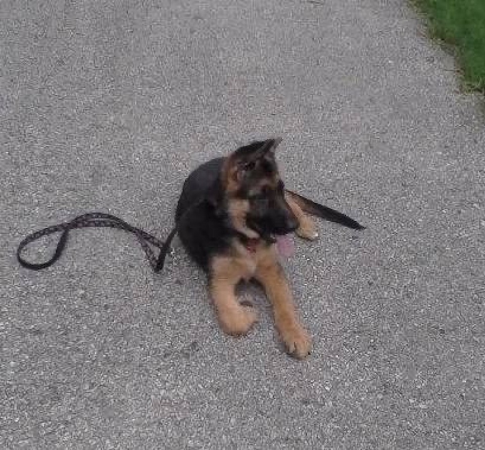 German Shepherd Puppy - Bow